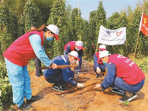 桂平市南木镇发动后盾单位协助贫困户收挖滞销农副产品